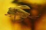 Large Fossil Flies (Diptera) and a Wasp (Hymenoptera) in Baltic Amber #139018-1